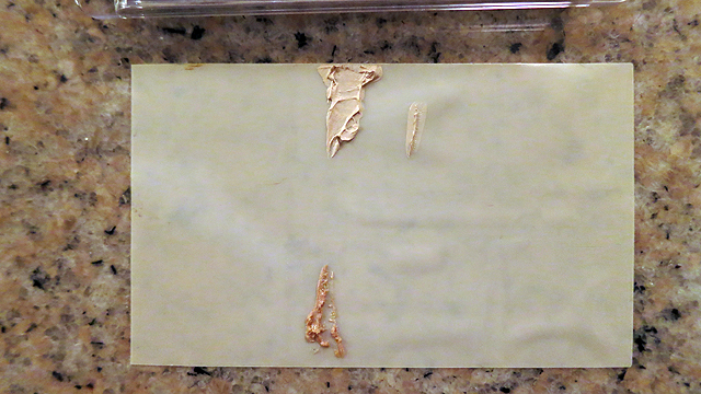 Bloom Secret Weapon - Liner