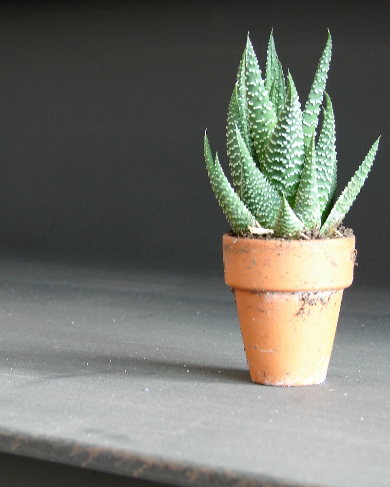 Potted_Baby_Aloe_Plant_by_FantasyStock